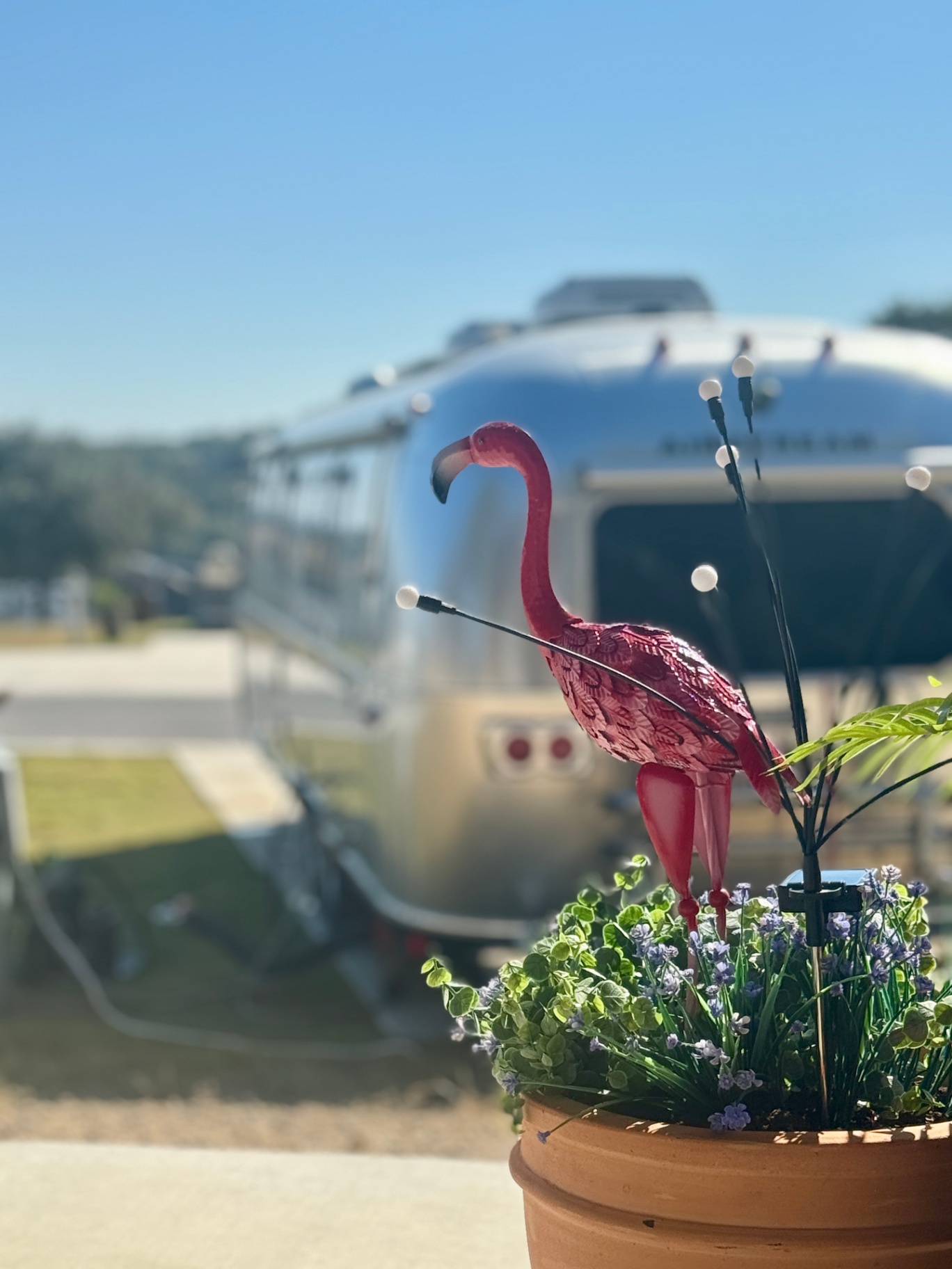 Flamingo on duty
